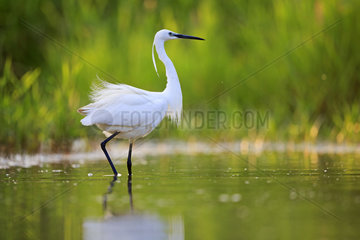 Little Egret on the lookout in water - Dombes France