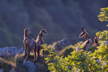 Chamois (Rupicapra rupicapra) Adult and young in summer at rest on a rocky bar  Honheck Massif  Vosges  France