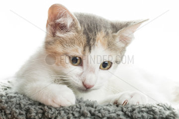Portrait of Kitten on white background