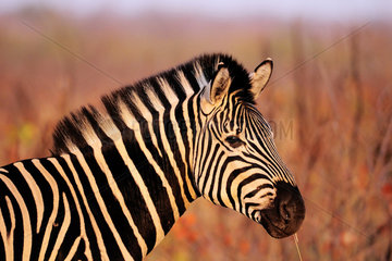 Portrait of Burchell's Zebra (Equus burchellii) at sunset  Kruger National Park  South Africa
