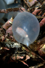 Juvenile squid in its egg - Negros Philippines