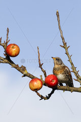 Fieldfare on apples in tree - Warwickshire