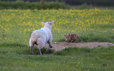Cub Red Fox playing with a sheep in a meadow at spring - GB