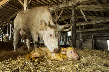 Cow licking her newborn calf in a stable