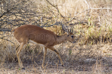 Steenbok (Raphicerus campestris)  Kruger National park  South Africa