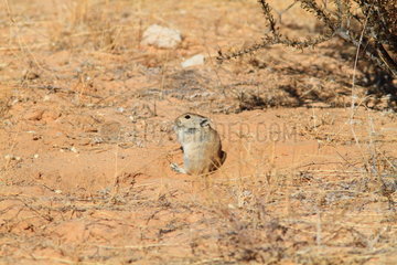 Brants's whistling rat (Parotomys brantsii) eating on ground  Southern Africa
