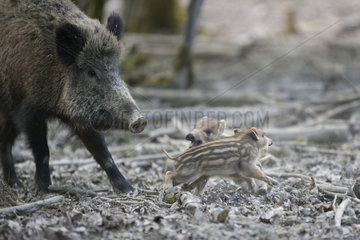 Wild boar (Sus scrofa) Sow and piglets underwood  La Bannie Park  Grand Est  France