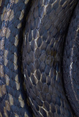 Scales of Keeled Rat Snake (Ptyas carinata)  Kubah national park  Sarawak  Borneo  Malaysia