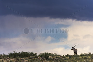 Gemsbok (Oryx gazella) under a stormy sky  Kgalagadi  South Africa