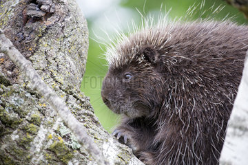 Portrait of North American porcupine - Minnesota USA