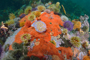 Sea anemones and Nudibranches - False Bay South Africa