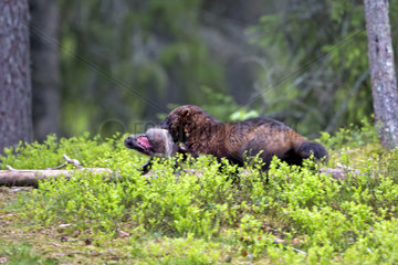 Wolverine eating a carcass in undergrowth - Finland