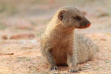 Banded mongoose (Mungos mungos)  Southern Africa
