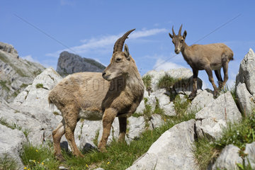 Ibex (Capra ibex) female and young on rocks  France