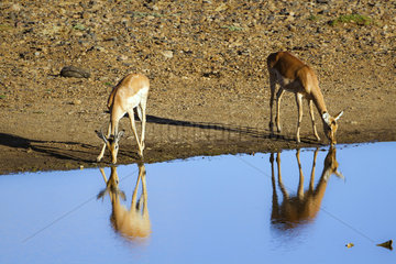 Impala (Aepyceros melampus) drinking  Kruger national park  South Africa