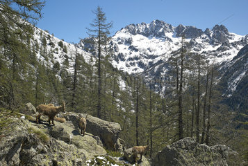 Alpine Ibex on rocks - Mercantour Alpes France