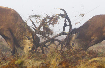 Stags Red Deer fighting in the morning mist in autumn - GB