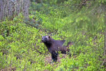 Wolverine in undergrowth - Finland