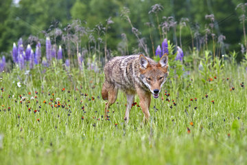 Coyote walking in the grass - Minnesota USA