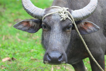 Buffalo attached in the Ninh Bình region of Vietnam