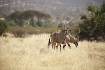 Gemsbok (Oryx gazella)  Samburu  Kenya