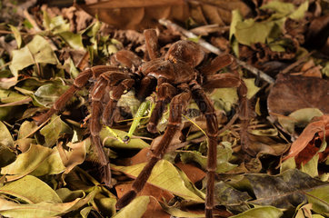 Goliath birdeater tarantula on forest floor - French Guiana