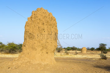 Termite mound in the savannah - Magadi Lake Kenya