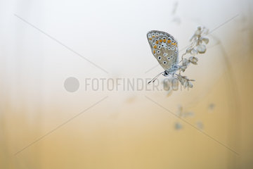 Common blue on inflorescence at dawn - France