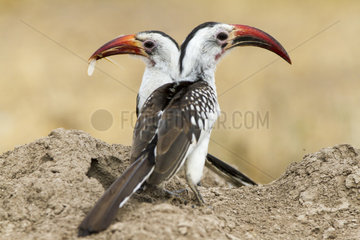 Red-billed Hornbills eating termites - Samburu Kenya