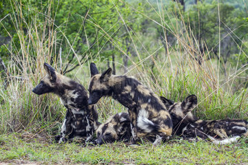 African wild dog (Lycaon pictus) group at rest  Kruger national park  South Africa