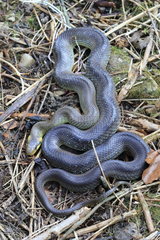 Aesculapean Snake (Zamenis longissimus)  France