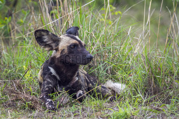 African wild dog (Lycaon pictus) at rest  Kruger national park  South Africa