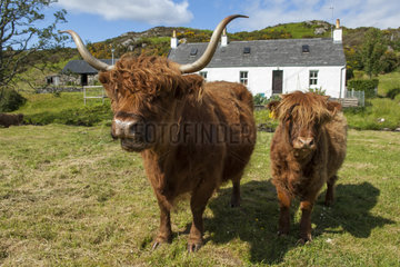 Cows Highland and house - Highland Duirinish Scotland