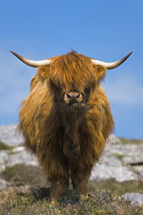 Highland cow  Highlands  Scotland