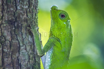 Portrait of Hump-nosed Lizard (Lyriocephalus scutatus)i  Sinharaja forest reserve  Sri Lanka