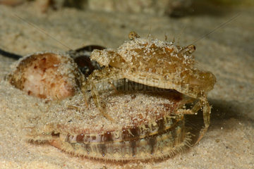 Scallop and Crab on sand - New Caledonia