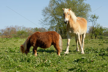 Shetland pony and Haflinger poney in the meadow