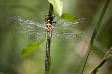 Yellow-spotted emerald (Somatochlora flavomaculata)  France