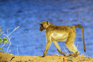 Chacma baboon (Papio ursinus) walking on bank  Kruger National park  South Africa
