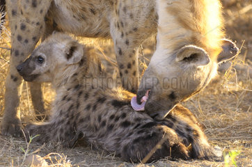 Spotted Hyena licking her young - Kruger South Africa