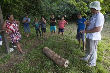 Cutting a trunk with a chainsaw to seed hives. Training organized by the Chico Mendes Scientific Institute for Ribeirinhos populations living along the Araguari River in the Amazon with the objective of producing honey initially for personal consumption and eventually for sale; Trainer Douglas Schwank.