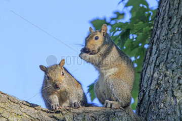 Eastern gray squirrels eating on a trunk - Minnesota USA