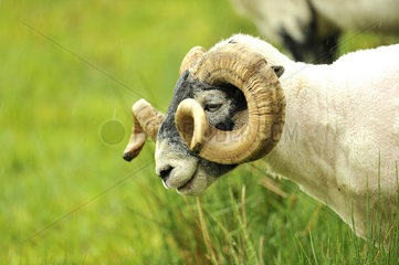 Portrait of Scottish Blackface Sheep - Scotland