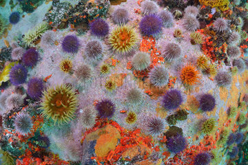 Sea Anemones and Sea urchins - False Bay South Africa