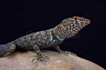 Banded Rock Lizard (Petrosaurus mearnsi)  United States of America