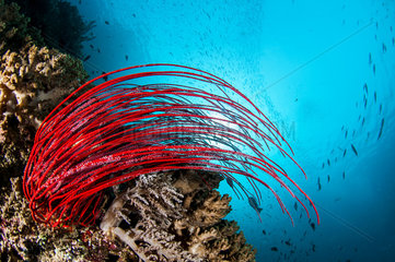 Whip coral (Ellisella cercidia)  Misool  Raja Ampat  west Papua  indonesia