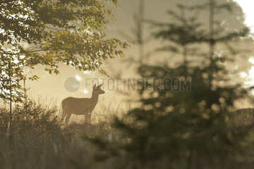 Red Deer (Cervus elaphus) hind in backlit  Ardenne  Belgium