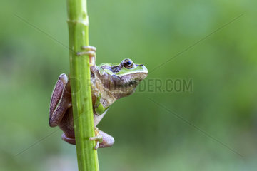 European tree frog on stem - Leon Spain