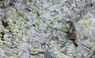 Alpine marmot (Marmota marmota)  Col de la Cayolle  Mercantour National Park  Ubaye Valley  Alpes Haute Provence  Provence  France  Europe