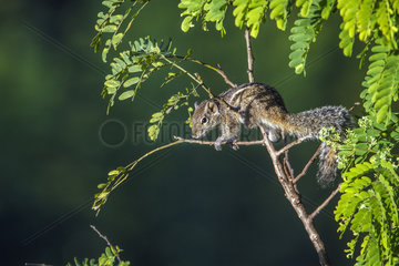 Indian palm squirrel (Funambulus palmarum) on a branch  Ella  Uva province  Sri Lanka